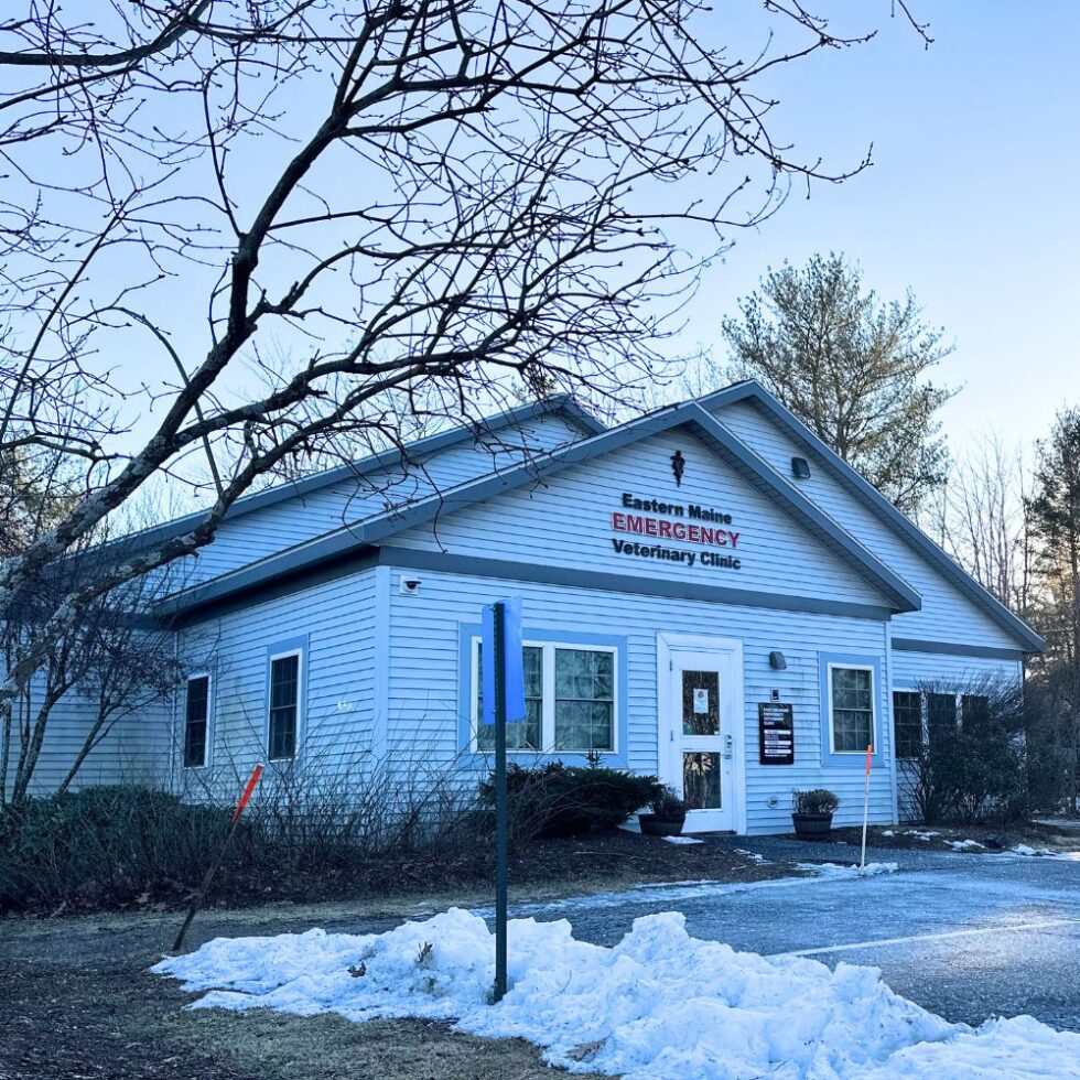 Best Vet Hospital In Brewer ME Eastern Maine Emergency Vet