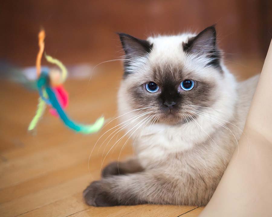 Vet Near Me Brewer, ME Eastern Maine Emergency Vet Clinic