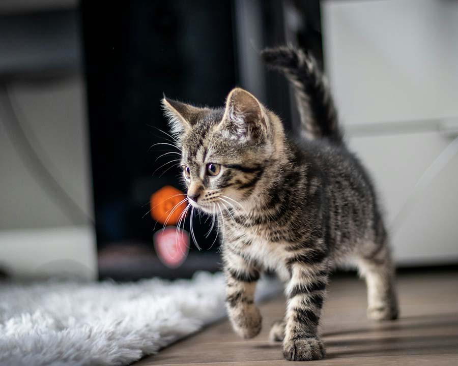 Payment Options For Vet Care Eastern Maine Emergency Vet