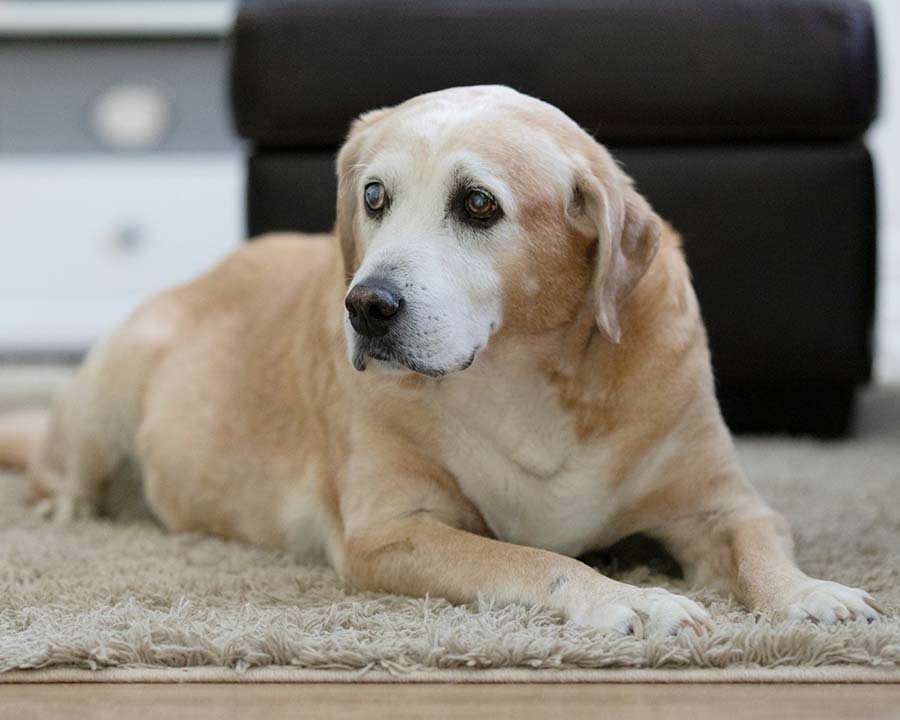 Pet Euthanasia In Brewer, ME Eastern Maine Emergency Vet