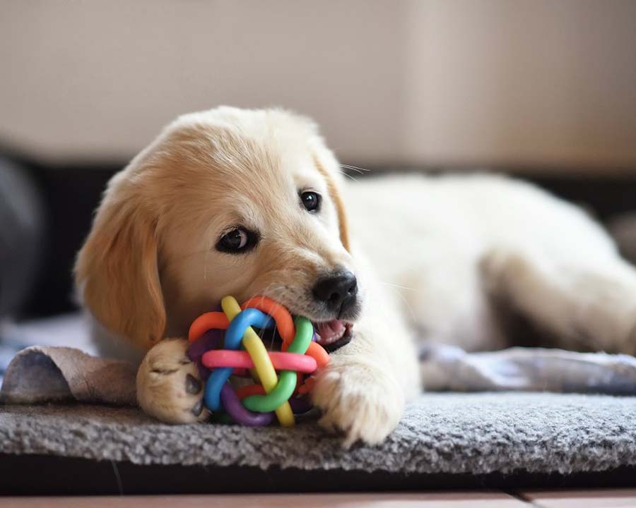 Eastern Maine Emergency Vet Clinic Gallery Vet In Brewer, ME