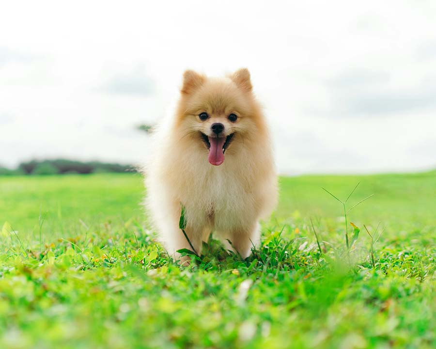 Brewer, ME Veterinary Services Eastern Maine Emergency Vet