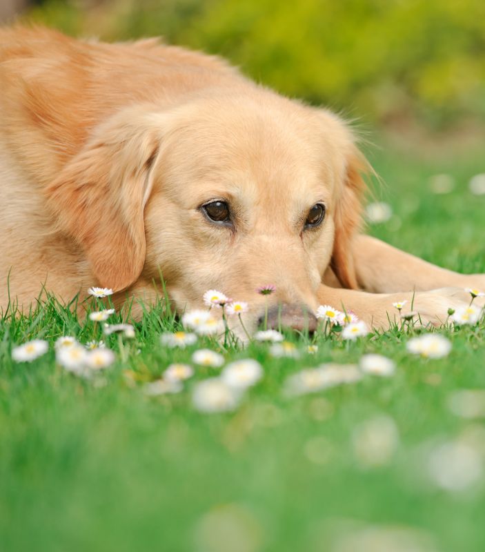 a dog lying on the grass