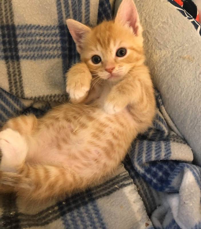 a kitten lying on its back on a blanket