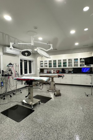 A person holding a kitten