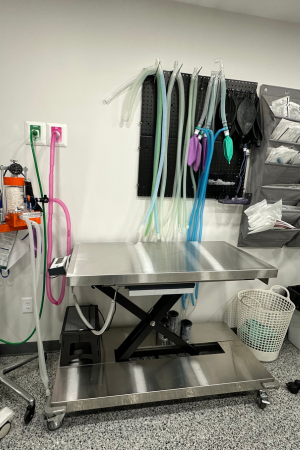 A person holding a kitten