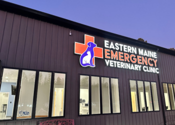 A person holding a cat