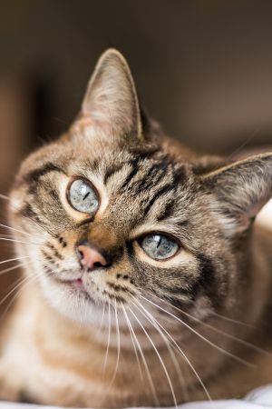 cat coming soon